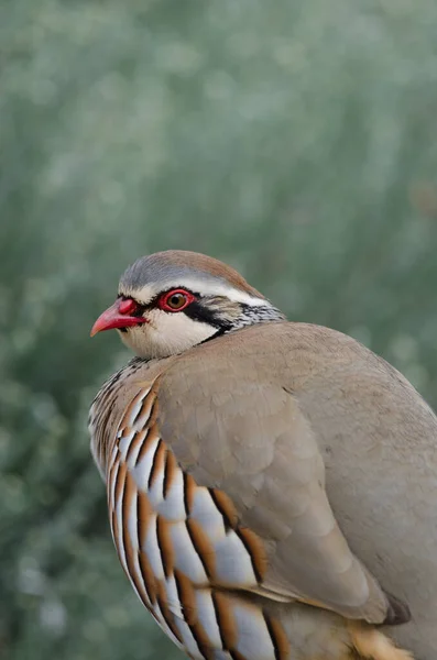 赤い足のパートリッジAlectoris Rufa ヌブロ農村公園 グラン カナリア カナリア諸島 スペイン — ストック写真