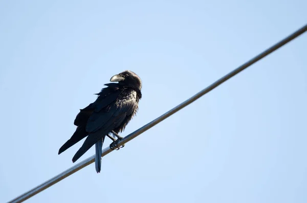Канарские Острова Raven Corvus Corax Canariensis Сельский Парк Нубло Техеда — стоковое фото