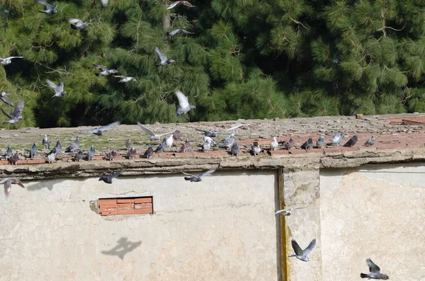 Zwerm Huisduiven Columba Livia Domestica Een Dak Gran Canaria Canarische — Stockfoto