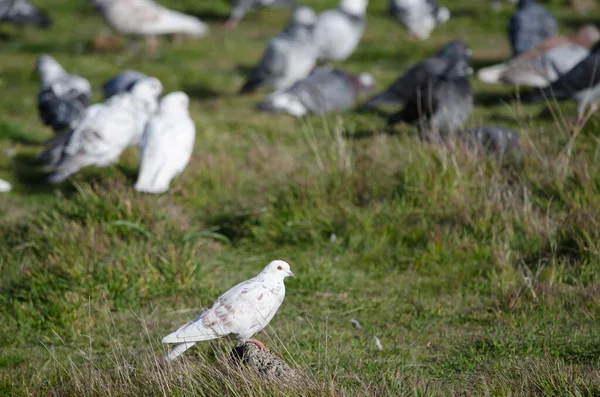 Een Kudde Huisduiven Columba Livia Domestica Een Weiland Gran Canaria — Stockfoto