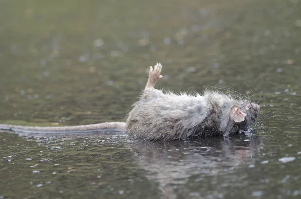 黒ネズミのラタス ラタスが逃げ出した グラン カナリア カナリア諸島 スペイン — ストック写真