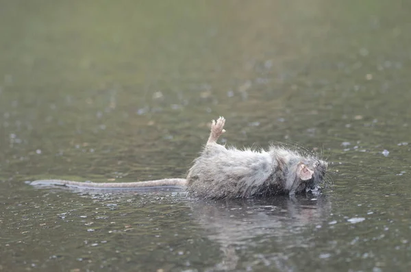 黒ネズミのラタス ラタスが逃げ出した グラン カナリア カナリア諸島 スペイン — ストック写真