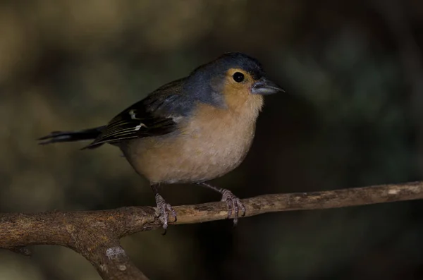 Обыкновенная Камышовка Fringilla Coelebs Canariensis Мужчина Сельский Парк Нубло Техеда — стоковое фото