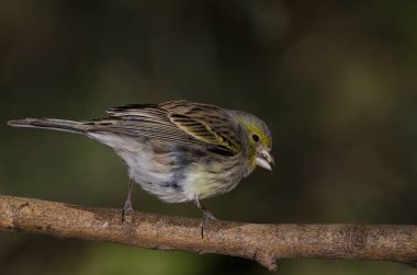 Atlantik kanaryası Serinus kanaryası. Tohum yiyen bir kadın. Nublo Kırsal Parkı. Tejeda. Büyük Kanarya. Kanarya Adaları. İspanya.