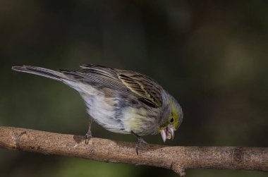 Atlantik kanaryası Serinus kanaryası. Tohum yiyen bir kadın. Nublo Kırsal Parkı. Tejeda. Büyük Kanarya. Kanarya Adaları. İspanya.