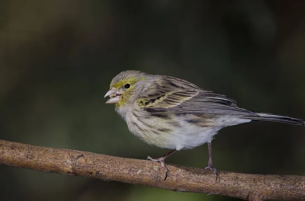 Kanarienvogel Serinus Canaria Weibchen Essen Einen Samen Der Ländliche Park — Stockfoto