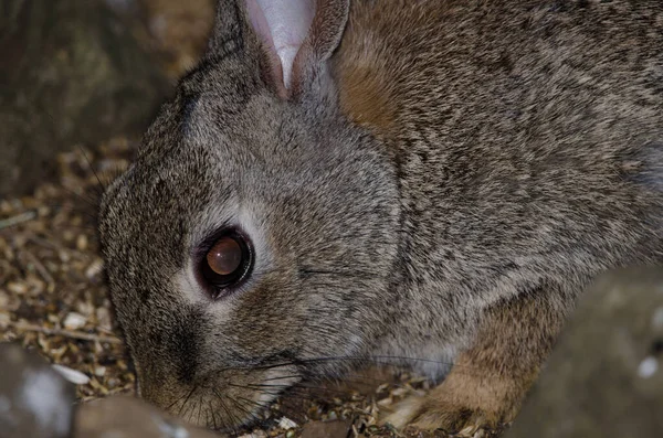 Avrupa Tavşanı Oryctolagus Cuniculus Yiyecek Arıyor Nublo Kırsal Parkı Tejeda — Stok fotoğraf