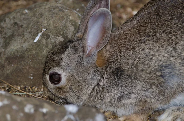 Coelho Europeu Oryctolagus Cuniculus Procura Comida Parque Rural Nublo Tejeda — Fotografia de Stock