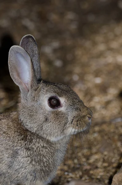 European Rabbit Oryctolagus Cuniculus Nublo Rural Park Tejeda Gran Canaria — Stok fotoğraf