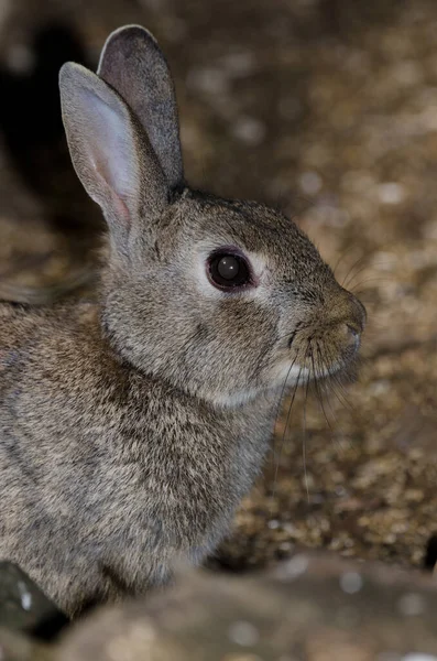 European Rabbit Oryctolagus Cuniculus Nublo Rural Park Tejeda Gran Canaria — ストック写真