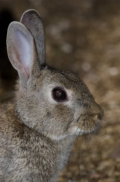 European Rabbit Oryctolagus Cuniculus Nublo Rural Park Tejeda Gran Canaria — Stok fotoğraf