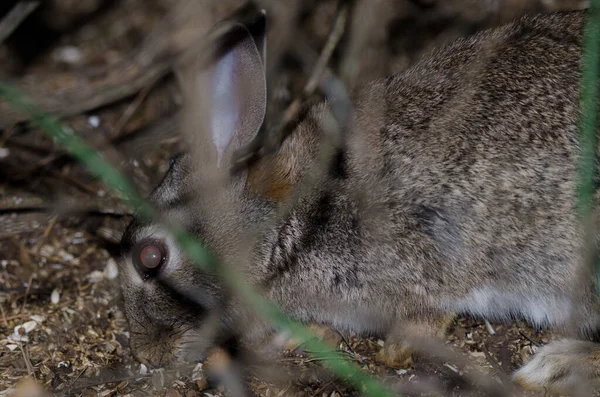 ヨーロッパのウサギのOryctolagusは食べ物を探しています ヌブロ農村公園 テジェダ グラン カナリア カナリア諸島 スペイン — ストック写真
