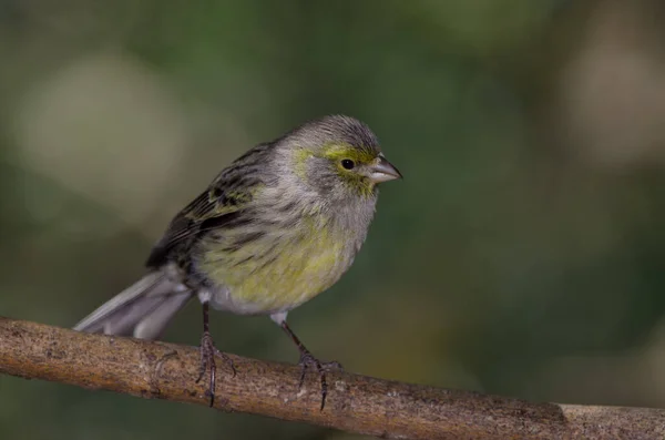 Atlantkanariefågel Serinus Canaria Kvinnlig Nublos Landsbygdspark Jag Heter Tejeda Gran — Stockfoto