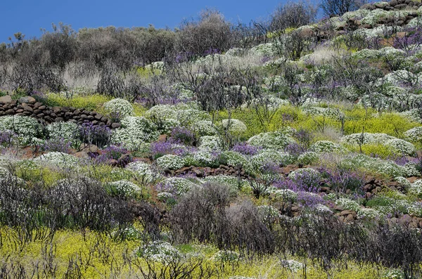 Ländliche Landschaft Mit Blühenden Pflanzen Las Cumbres Geschützte Landschaft Gran — Stockfoto