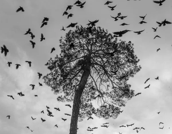 A flock of crows circling high above the krone of pine — Stock Photo, Image