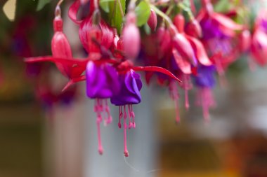 yaz ortalarında çan