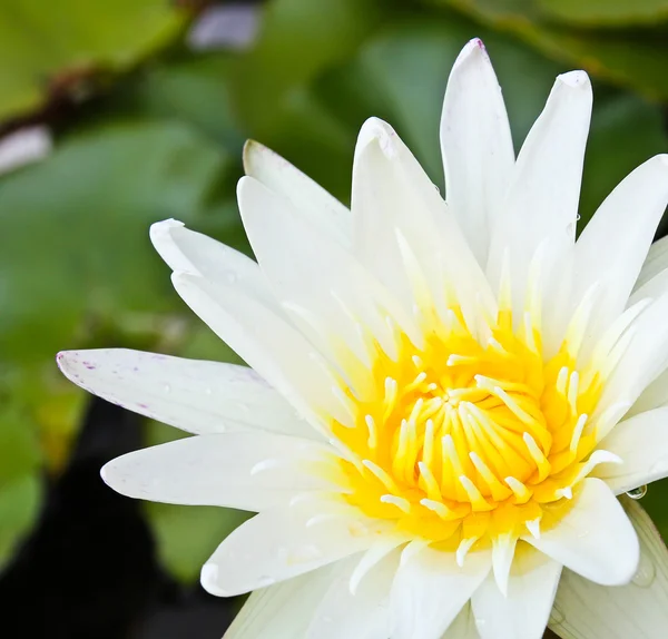 White lotus flower. — Stock Photo, Image