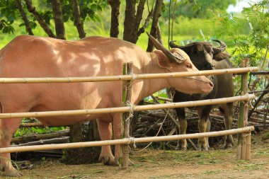 Bir albino su aygırı ile normal bir