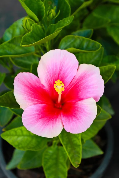 ピンクのハイビスカスの花、タイ. — ストック写真