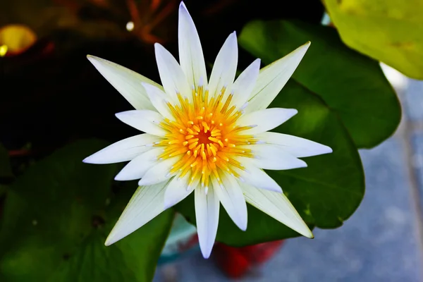 Witte lotus bloeien — Stockfoto