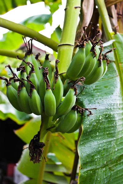 VERDE BANANA GROVE — Foto de Stock