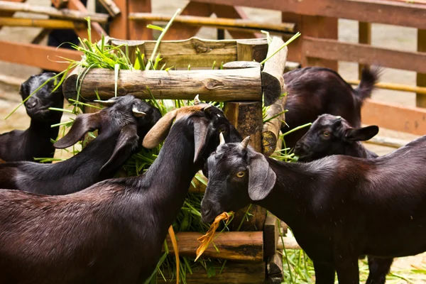 Chèvres se nourrissant d'herbe verte . — Photo