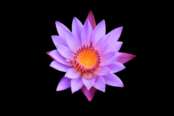 Lotus Blooming isolado em fundo preto . — Fotografia de Stock