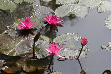 pembe lotus çiçekleri dik.