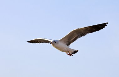 uçan Martı Fotoğraf.