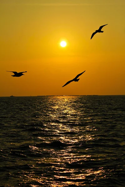 Seagulls flying over the coast in Thailand in sunset. — Stock Photo, Image