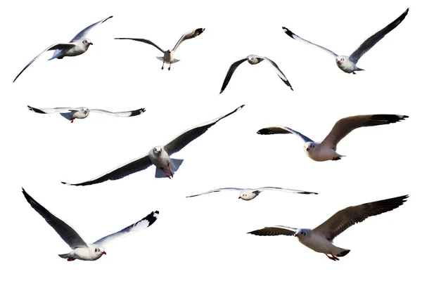 Conjunto de gaviotas de mar aisladas en blanco . — Foto de Stock