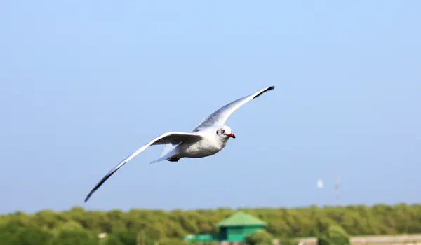 A photo of a flying seagull. — Stock Photo, Image