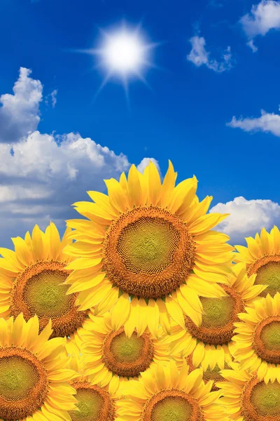 Schöne Sonnenblumen isoliert natürlich am blauen Himmel. — Stockfoto