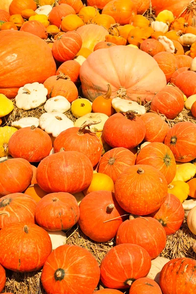 Citrouilles empilées sur des balles de paille par une journée ensoleillée . — Photo