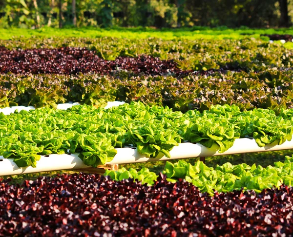 Field of fresh and tasty salad lettuce plantation. — Stock Photo, Image