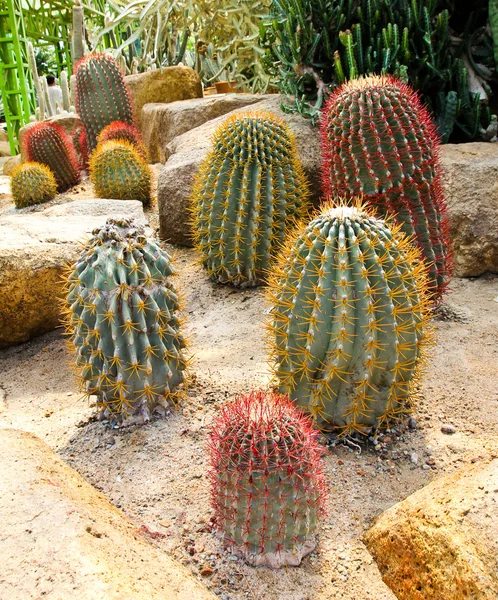 Kaktus w nong nooch tropikalny ogród botaniczny, pattaya, Chin — Zdjęcie stockowe