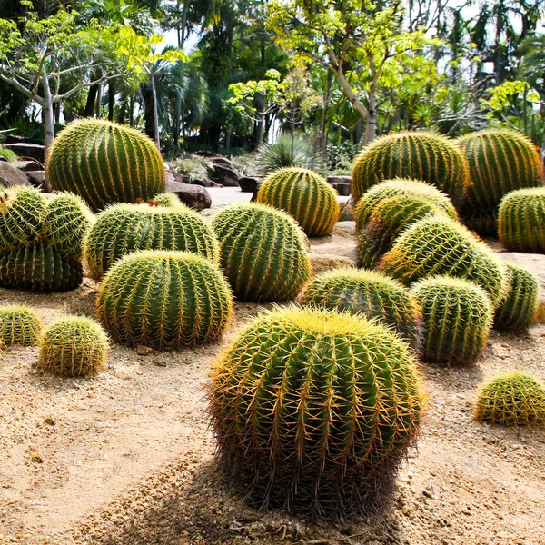 Giant cactus in Nong Nooch Tropical Botanical Garden, Pattaya, T — Stock Photo, Image
