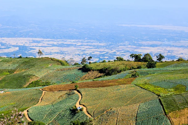 Tanaman sayur di gunung . — Stok Foto