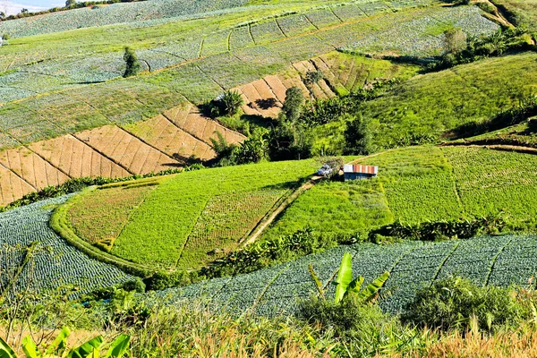 Tanaman sayur di gunung . — Stok Foto