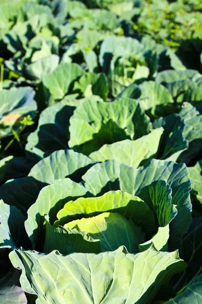 Cabbage field. — Stock Photo, Image