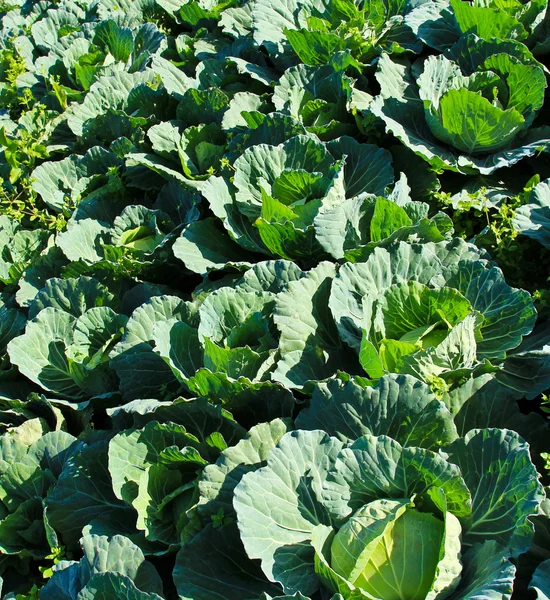 Cabbage field. — Stock Photo, Image