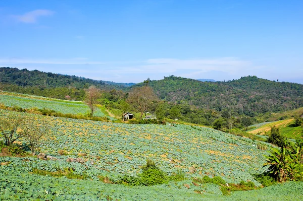 Big Cabbage farm on the mountain. — Stok Foto