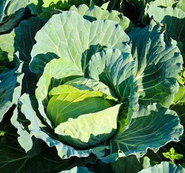 Cabbage head in a field. — Stock Photo, Image