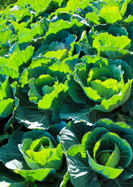 Cabbage field. — Stock Photo, Image