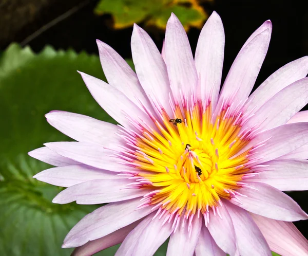 Pink tropical lotus. — Stock Photo, Image