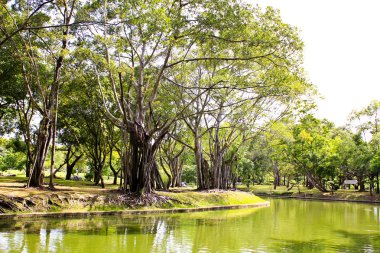 parkta güzel doğal manzaralı.
