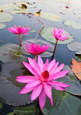 pembe lotus Gölü '