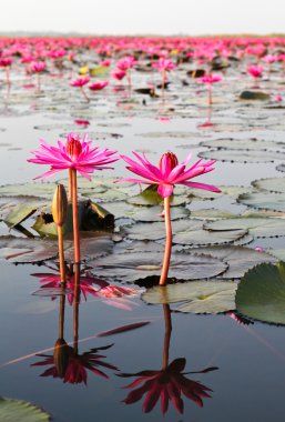 göle, nilüfer, udonthani, Tayland