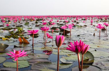 göle, nilüfer, udonthani, Tayland