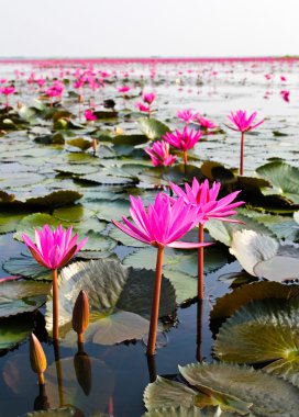 The Lake of water lily, Udonthani, Thailand clipart